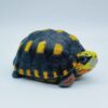AHB-V22-01-02 AHB Series 22 - Red-footed Tortoise – Geochelone carbonaria | Turtle