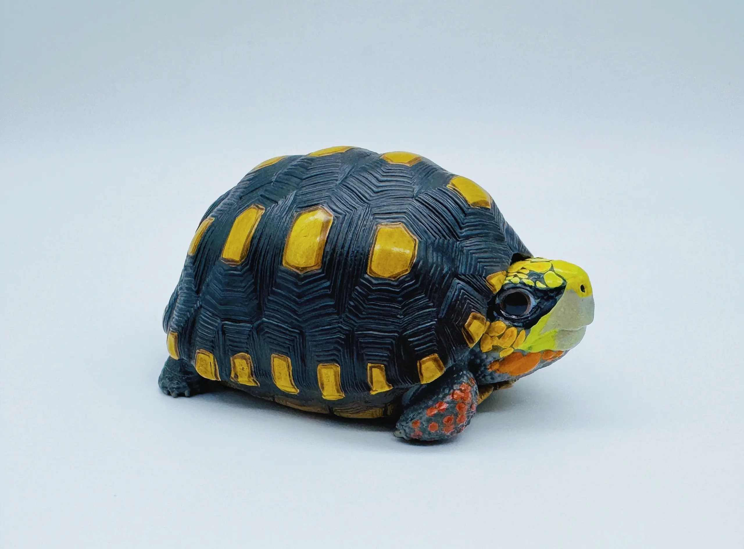 AHB-V22-01-02 AHB Series 22 - Red-footed Tortoise – Geochelone carbonaria | Turtle