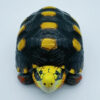 AHB-V22-01-03 AHB Series 22 - Red-footed Tortoise – Geochelone carbonaria | Turtle