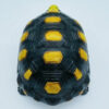 AHB-V22-01-04 AHB Series 22 - Red-footed Tortoise – Geochelone carbonaria | Turtle