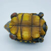 AHB-V22-01-07 AHB Series 22 - Red-footed Tortoise – Geochelone carbonaria | Turtle
