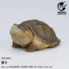 AHB Series 22 - Florida Snapping Turtle – Chelydra serpentina | Turtle