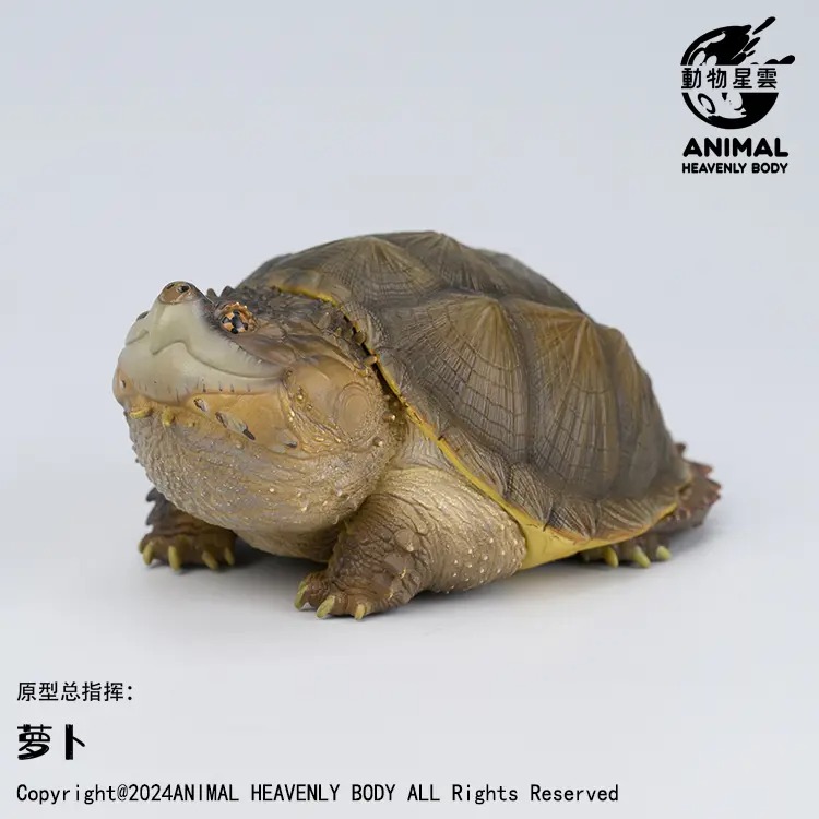 AHB Series 22 - Florida Snapping Turtle – Chelydra serpentina | Turtle