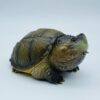 AHB Series 22 - Florida Snapping Turtle – Chelydra serpentina | Turtle