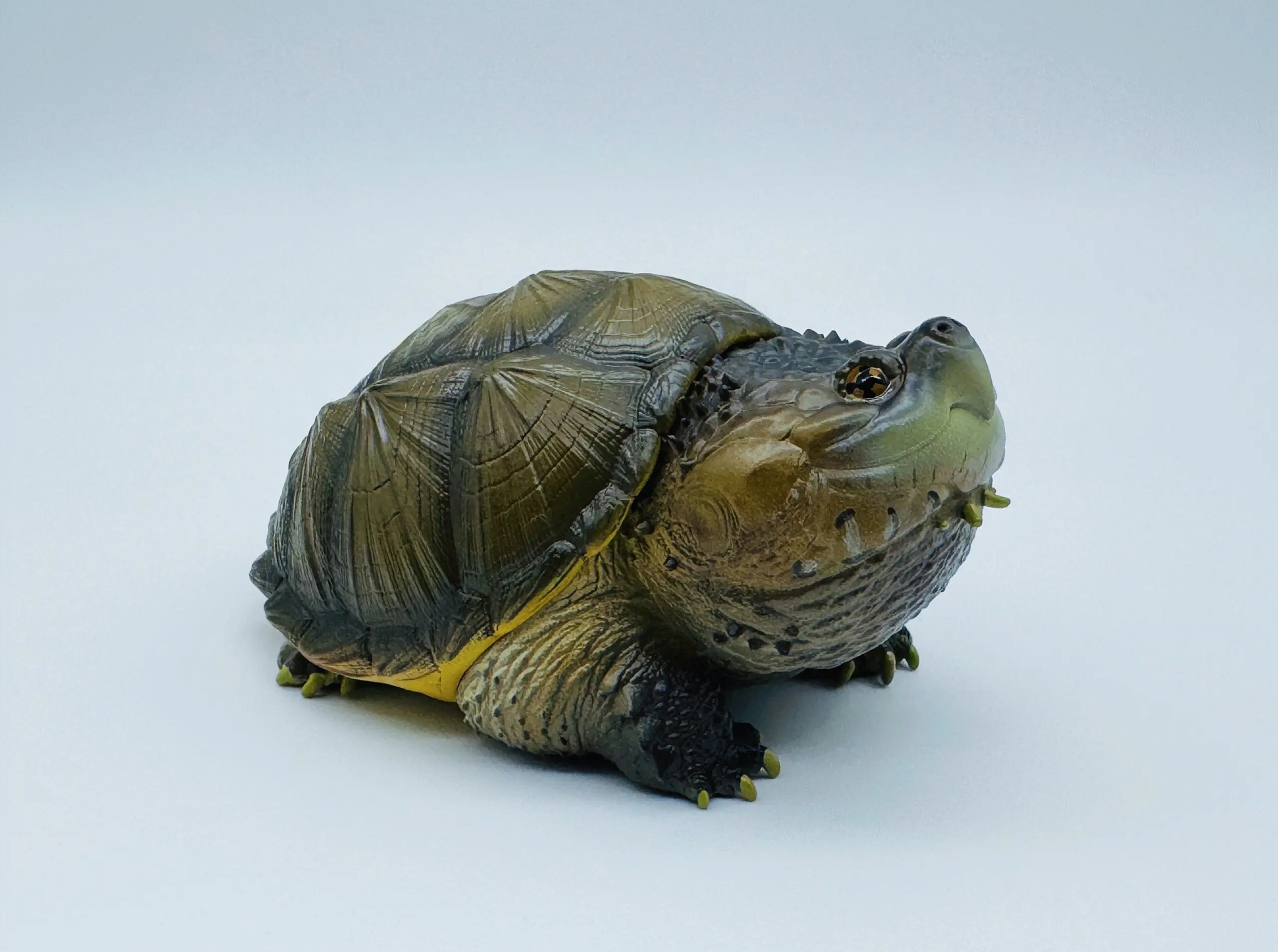 AHB Series 22 - Florida Snapping Turtle – Chelydra serpentina | Turtle
