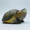 AHB Series 22 - Florida Snapping Turtle – Chelydra serpentina | Turtle