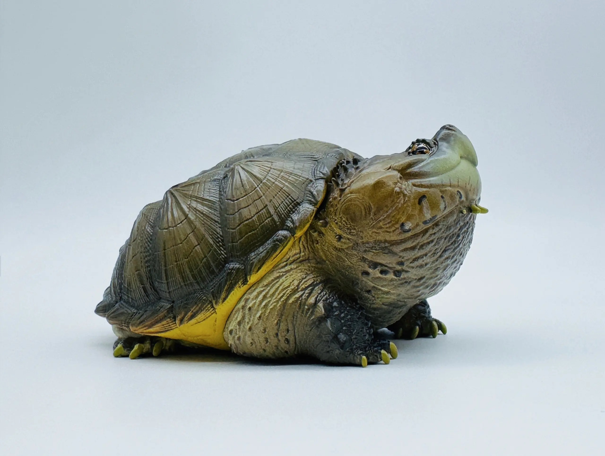 AHB Series 22 - Florida Snapping Turtle – Chelydra serpentina | Turtle