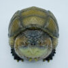 AHB Series 22 - Florida Snapping Turtle – Chelydra serpentina | Turtle