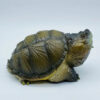 AHB Series 22 - Florida Snapping Turtle – Chelydra serpentina | Turtle