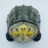 AHB Series 22 - Alligator Snapping Turtle – Macrochelys temminckii | Turtle