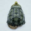 AHB Series 22 - Alligator Snapping Turtle – Macrochelys temminckii | Turtle