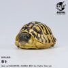 AHB Series 22 - Hermann&rsquo;s Tortoise – Testudo hermanni boettgeri | Turtle