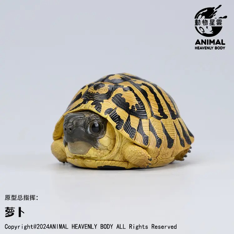 AHB Series 22 - Hermann&rsquo;s Tortoise – Testudo hermanni boettgeri | Turtle