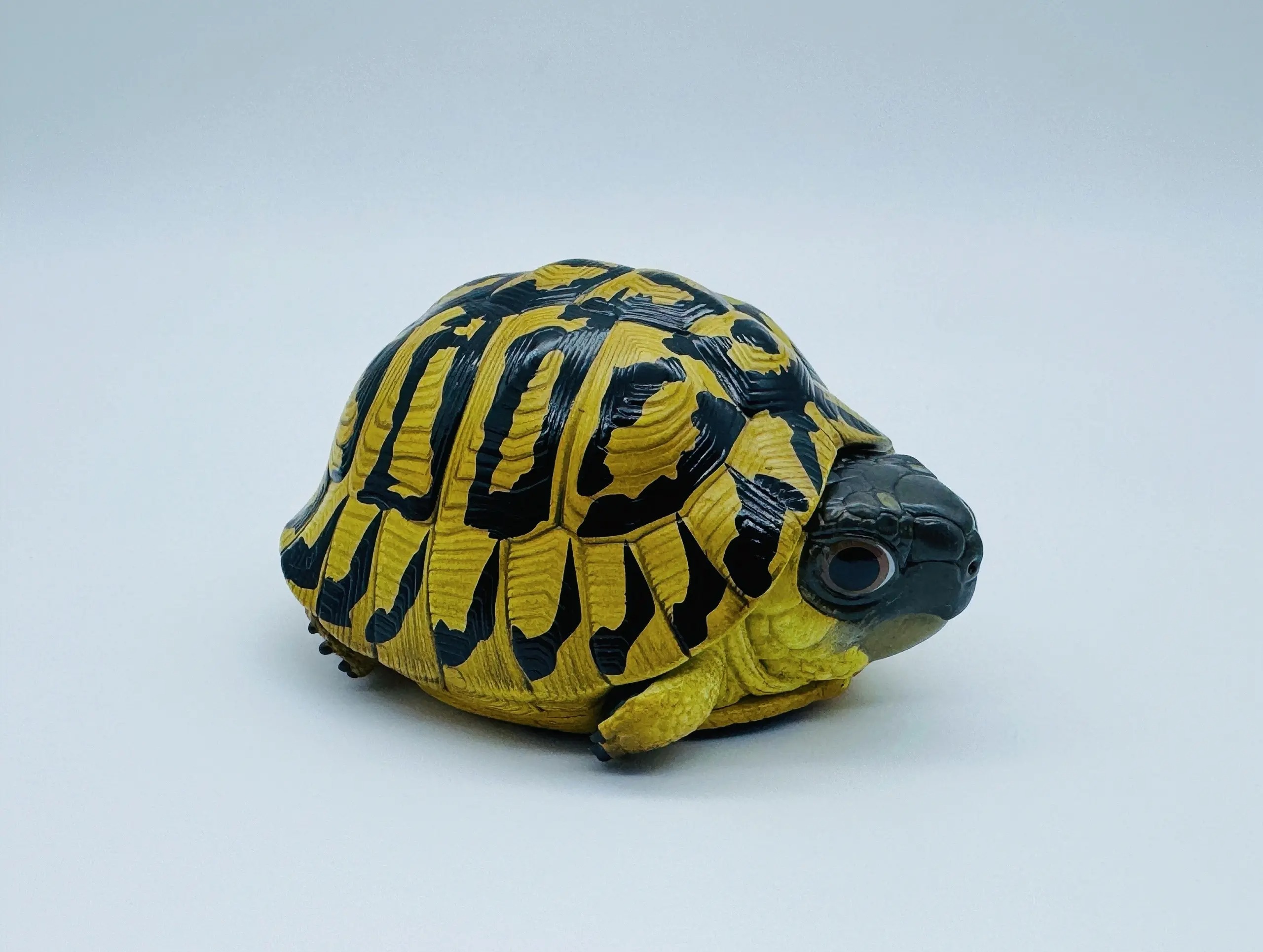 AHB Series 22 - Hermann&rsquo;s Tortoise – Testudo hermanni boettgeri | Turtle