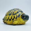 AHB Series 22 - Hermann&rsquo;s Tortoise – Testudo hermanni boettgeri | Turtle