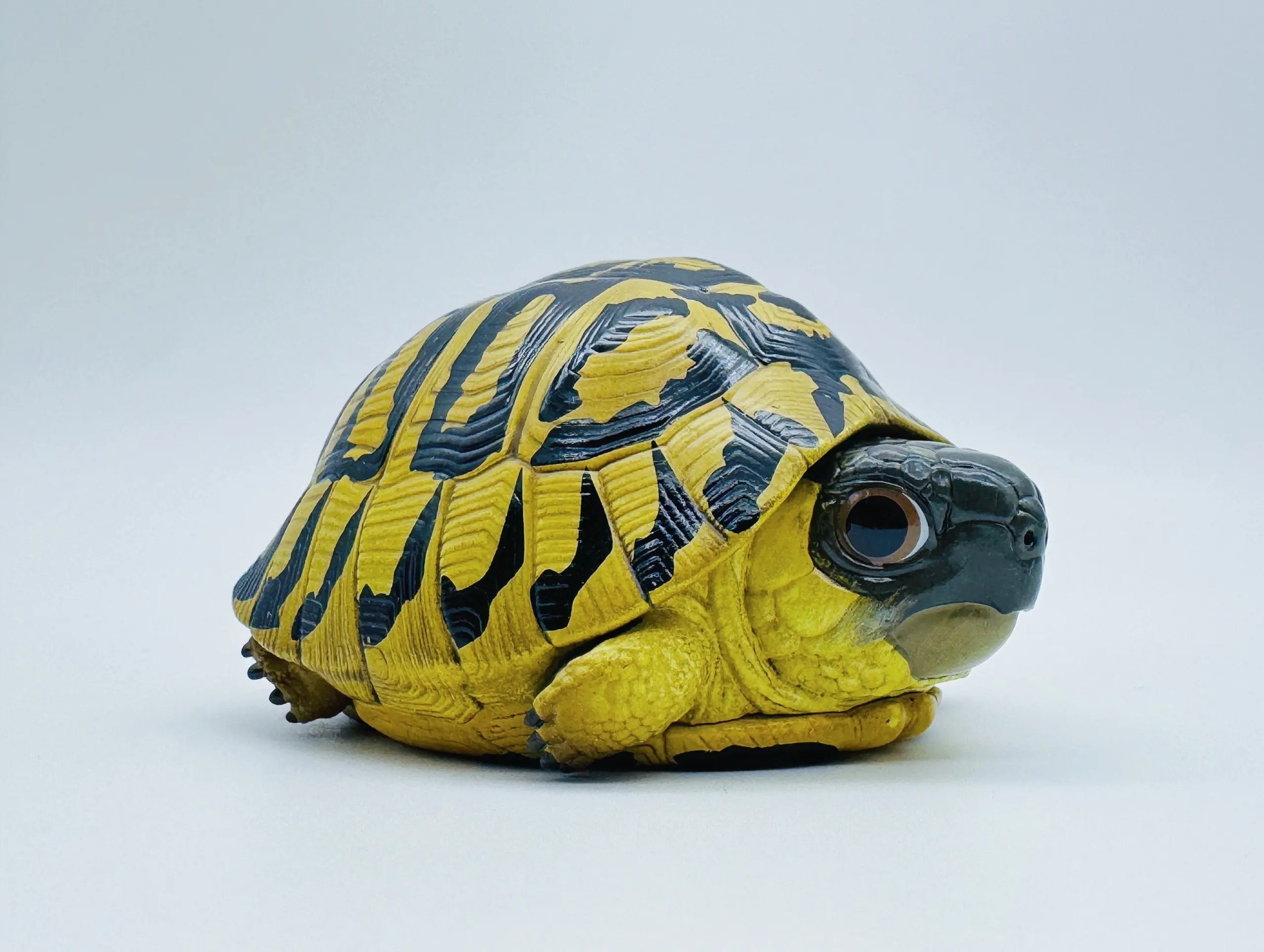 AHB Series 22 - Hermann&rsquo;s Tortoise – Testudo hermanni boettgeri | Turtle
