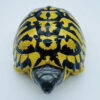 AHB Series 22 - Hermann&rsquo;s Tortoise – Testudo hermanni boettgeri | Turtle