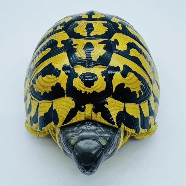 AHB Series 22 - Hermann&rsquo;s Tortoise – Testudo hermanni boettgeri | Turtle