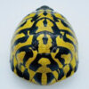 AHB Series 22 - Hermann&rsquo;s Tortoise – Testudo hermanni boettgeri | Turtle