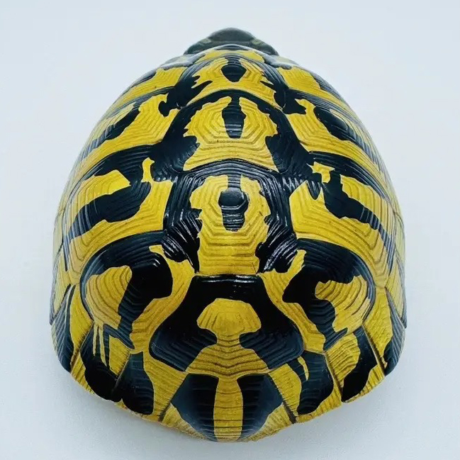 AHB Series 22 - Hermann&rsquo;s Tortoise – Testudo hermanni boettgeri | Turtle
