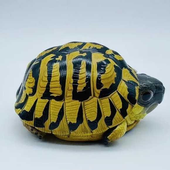 AHB Series 22 - Hermann&rsquo;s Tortoise – Testudo hermanni boettgeri | Turtle