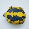 AHB Series 22 - Hermann&rsquo;s Tortoise – Testudo hermanni boettgeri | Turtle