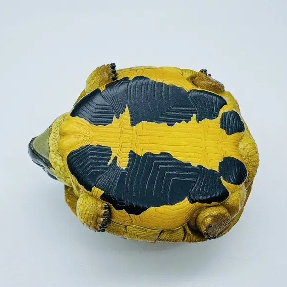 AHB Series 22 - Hermann&rsquo;s Tortoise – Testudo hermanni boettgeri | Turtle
