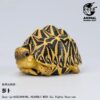AHB Series 22 - Indian Star Tortoise – Geochelone elegans | Turtle