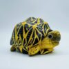 AHB Series 22 - Indian Star Tortoise – Geochelone elegans | Turtle