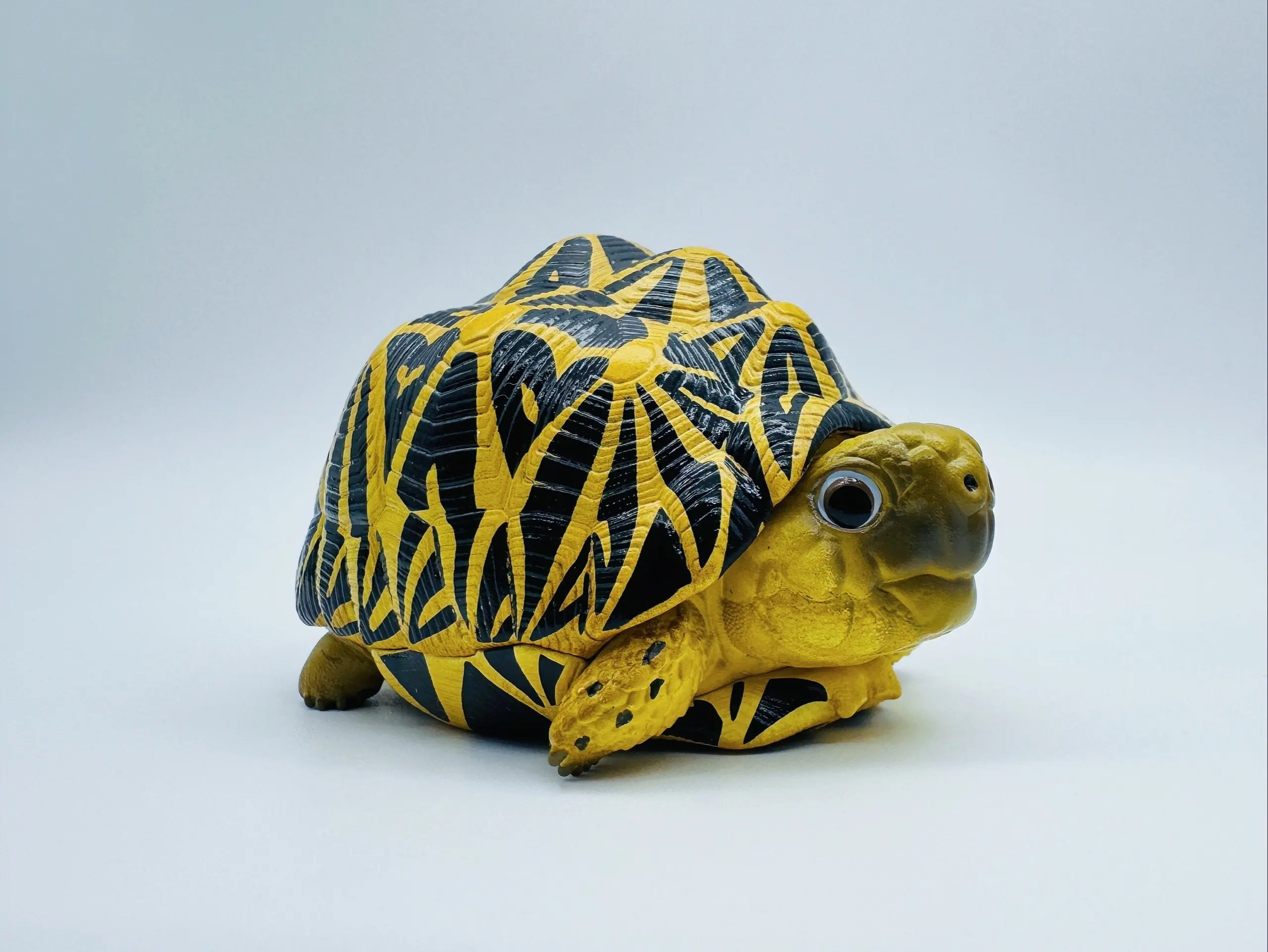 AHB Series 22 - Indian Star Tortoise – Geochelone elegans | Turtle