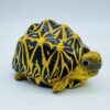 AHB Series 22 - Indian Star Tortoise – Geochelone elegans | Turtle