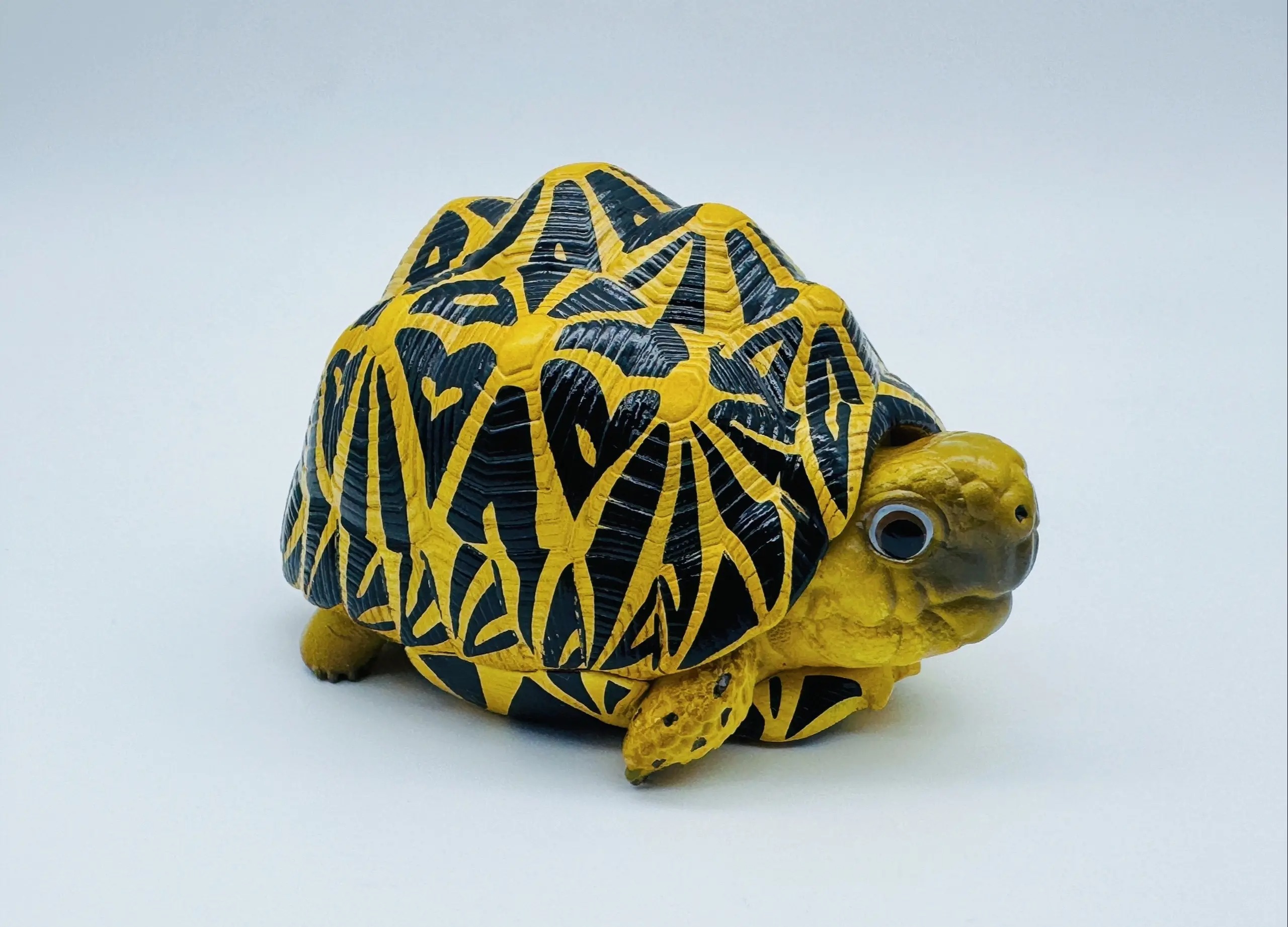 AHB Series 22 - Indian Star Tortoise – Geochelone elegans | Turtle