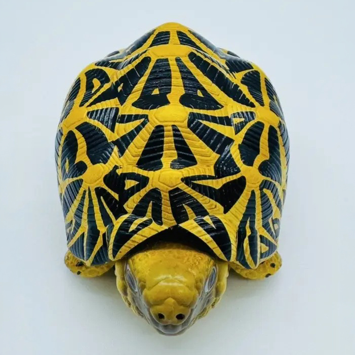 AHB Series 22 - Indian Star Tortoise – Geochelone elegans | Turtle
