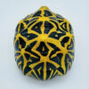 AHB Series 22 - Indian Star Tortoise – Geochelone elegans | Turtle
