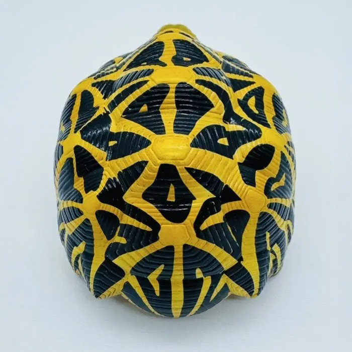 AHB Series 22 - Indian Star Tortoise – Geochelone elegans | Turtle
