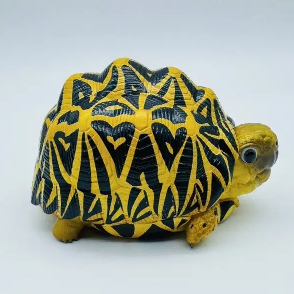 AHB Series 22 - Indian Star Tortoise – Geochelone elegans | Turtle