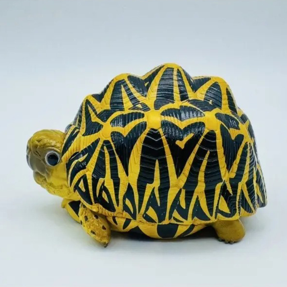 AHB Series 22 - Indian Star Tortoise – Geochelone elegans | Turtle