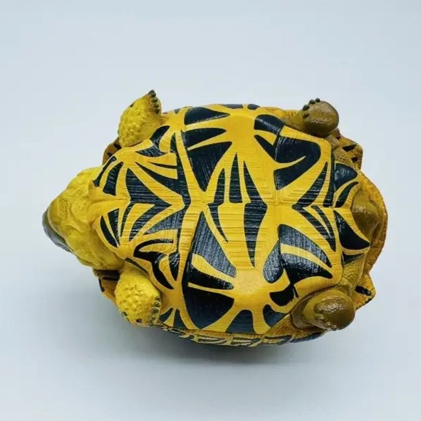 AHB Series 22 - Indian Star Tortoise – Geochelone elegans | Turtle