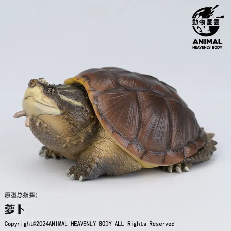 AHB Series 22 - Central American Snapping Turtle – Chelydra rossignonii | Turtle