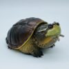 AHB Series 22 - Central American Snapping Turtle – Chelydra rossignonii | Turtle