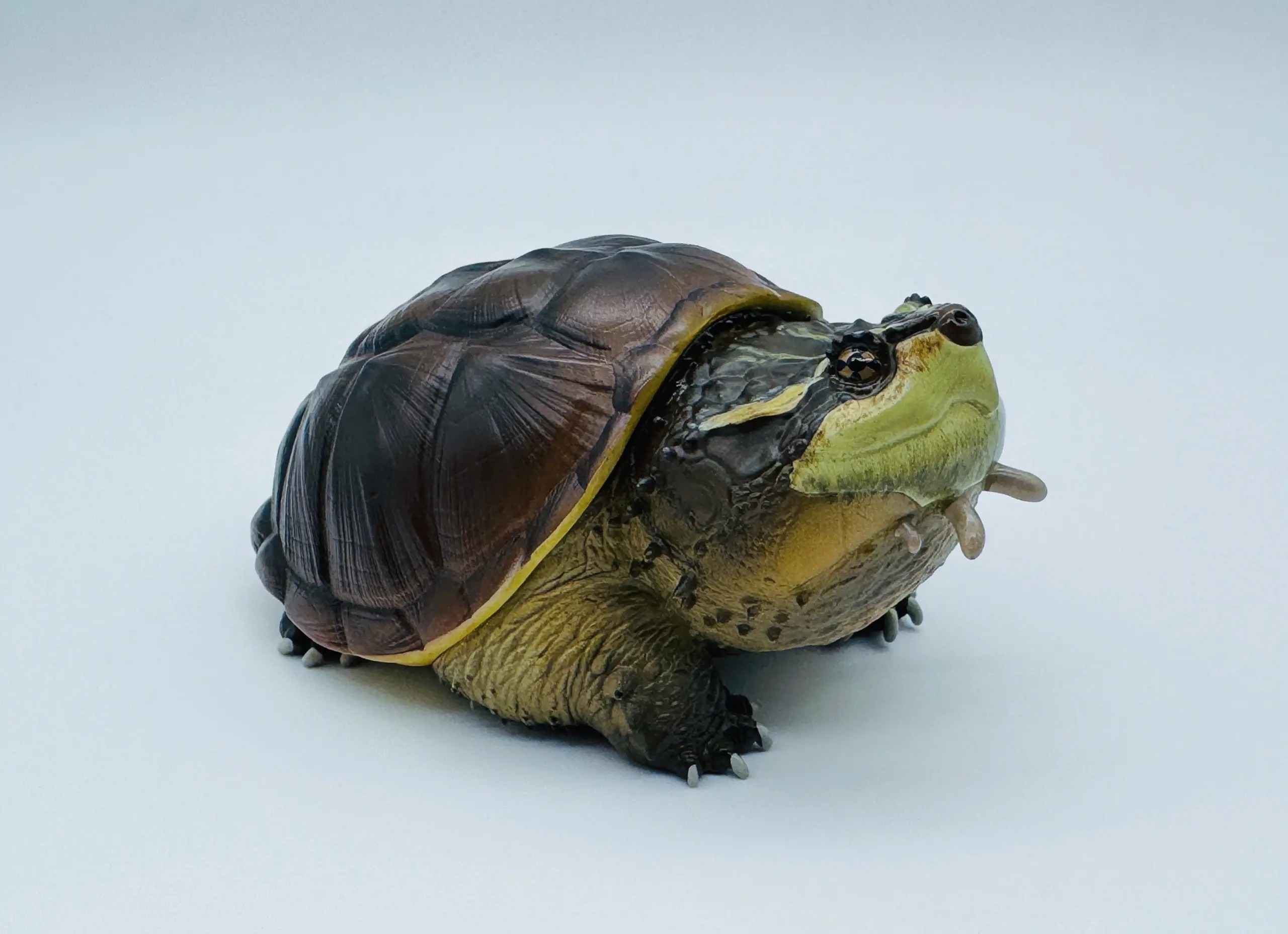 AHB Series 22 - Central American Snapping Turtle – Chelydra rossignonii | Turtle