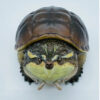 AHB Series 22 - Central American Snapping Turtle – Chelydra rossignonii | Turtle