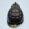 AHB Series 22 - Central American Snapping Turtle – Chelydra rossignonii | Turtle