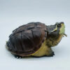 AHB Series 22 - Central American Snapping Turtle – Chelydra rossignonii | Turtle