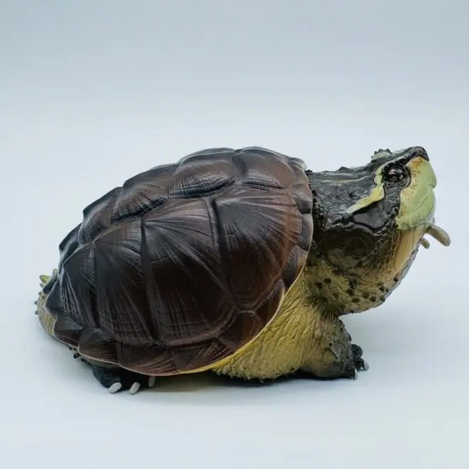 AHB Series 22 - Central American Snapping Turtle – Chelydra rossignonii | Turtle