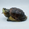 AHB Series 22 - Central American Snapping Turtle – Chelydra rossignonii | Turtle