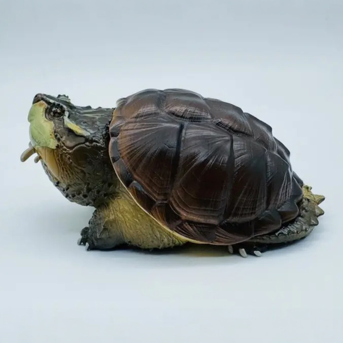 AHB Series 22 - Central American Snapping Turtle – Chelydra rossignonii | Turtle