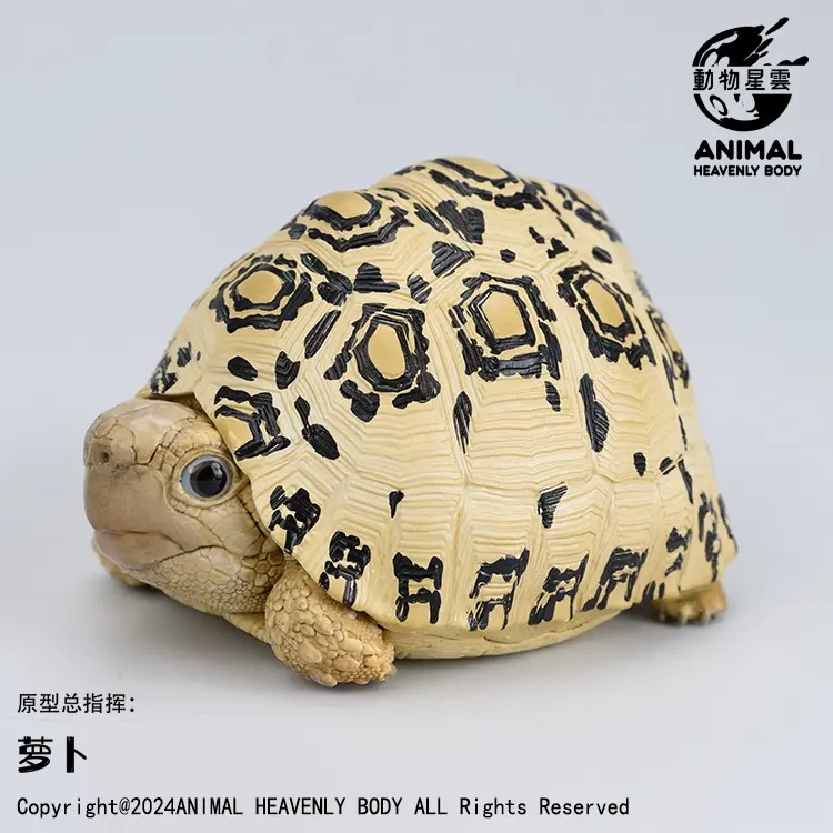AHB Series 22 - Leopard Tortoise – Stigmochelys pardalis | Turtle