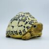 AHB Series 22 - Leopard Tortoise – Stigmochelys pardalis | Turtle
