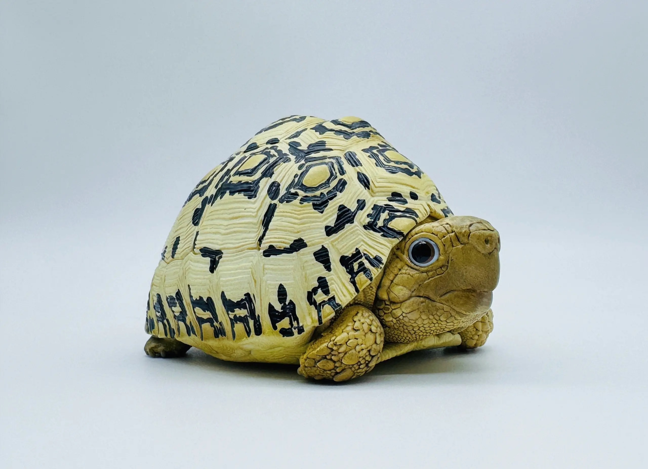 AHB Series 22 - Leopard Tortoise – Stigmochelys pardalis | Turtle